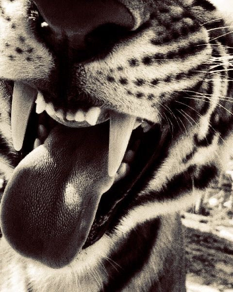 Tiger Tongue