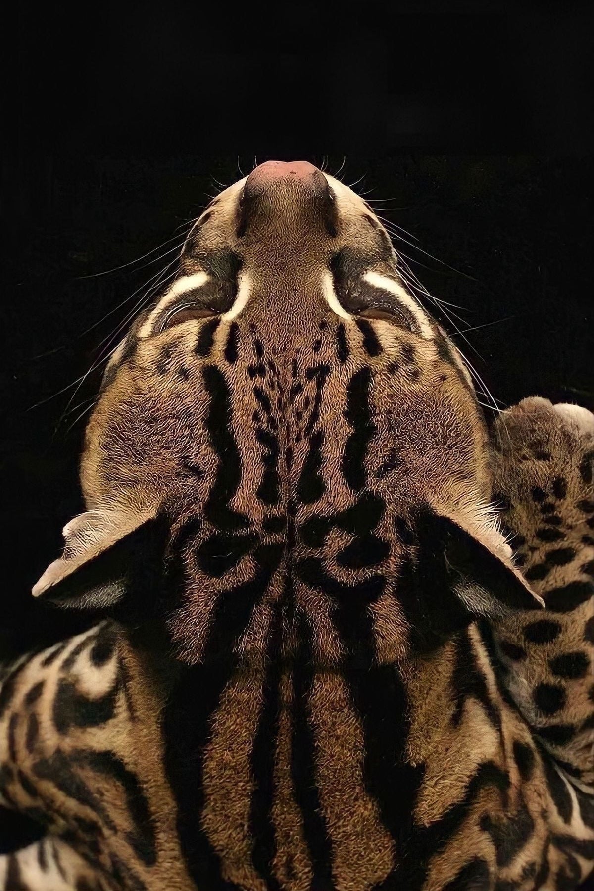Swimming Ocelot