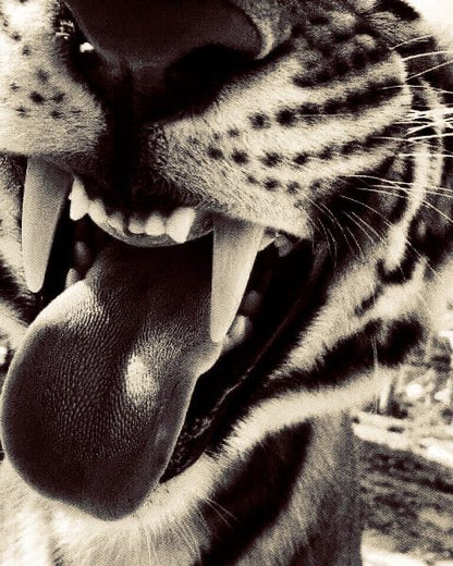 Tiger Tongue