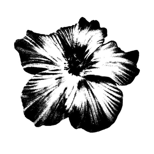 Hibiscus flower