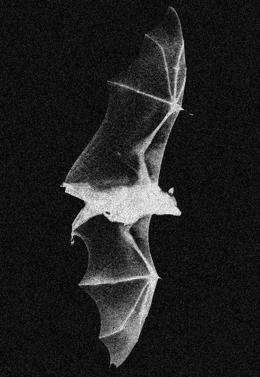 Nocturnal